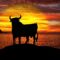 A bull standing in front of a sunset, symbolizing the tax residence in Spain.