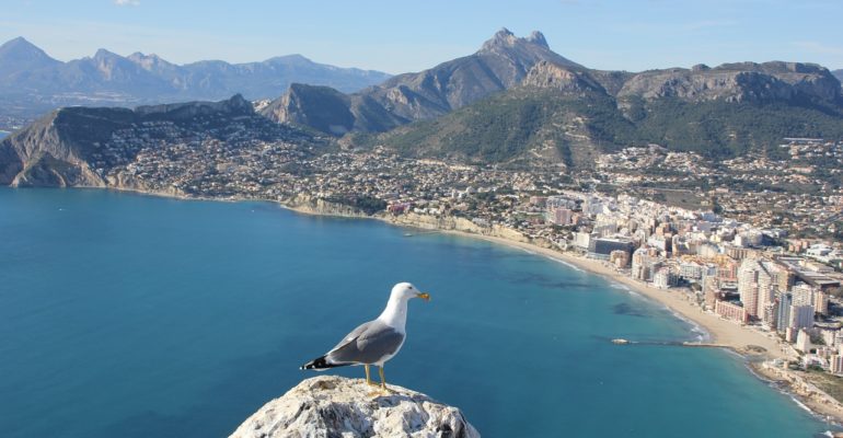 A seagull perched on a rock in the Spanish real estate market.