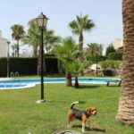 A dog standing in front of a pool and palm trees at a townhouse in Villamartin.