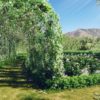 A 3d rendering of a wisteria archway in a garden within a new build Higueron West property in Malaga.