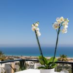 Two white orchids on a table overlooking the ocean in Alicante.