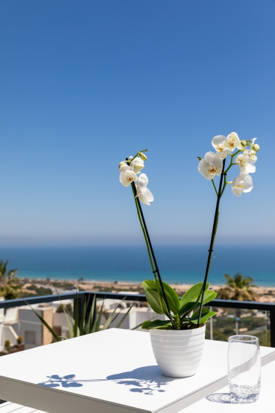 Two white orchids on a table overlooking the ocean in Alicante.