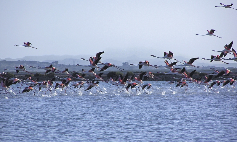 A group of flamingos flying over the water in Alicante.